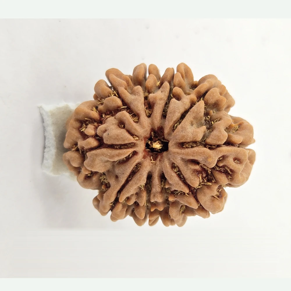 10 Mukhi Rudraksha