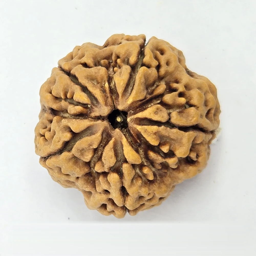 5 Mukhi Rudraksha