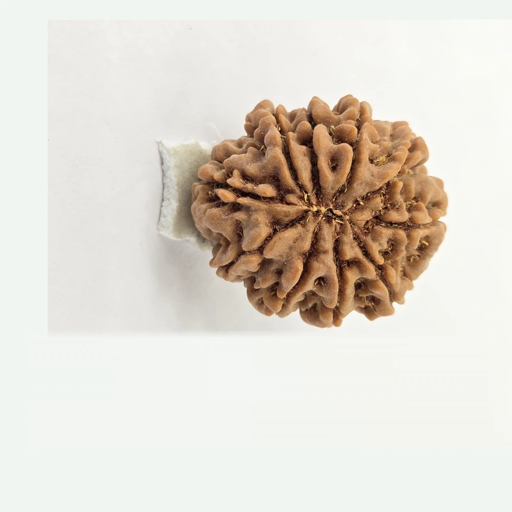 10 Mukhi Rudraksha - Image 3