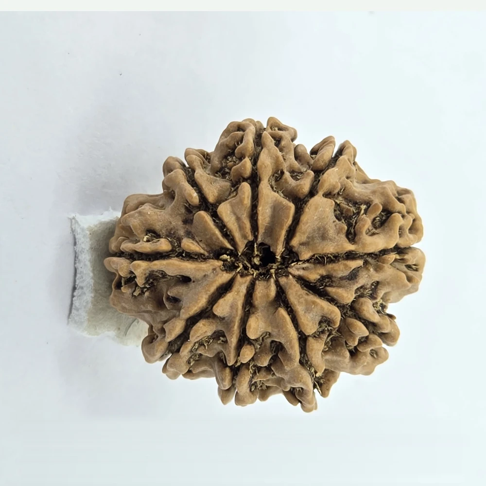 9 Mukhi Rudraksha