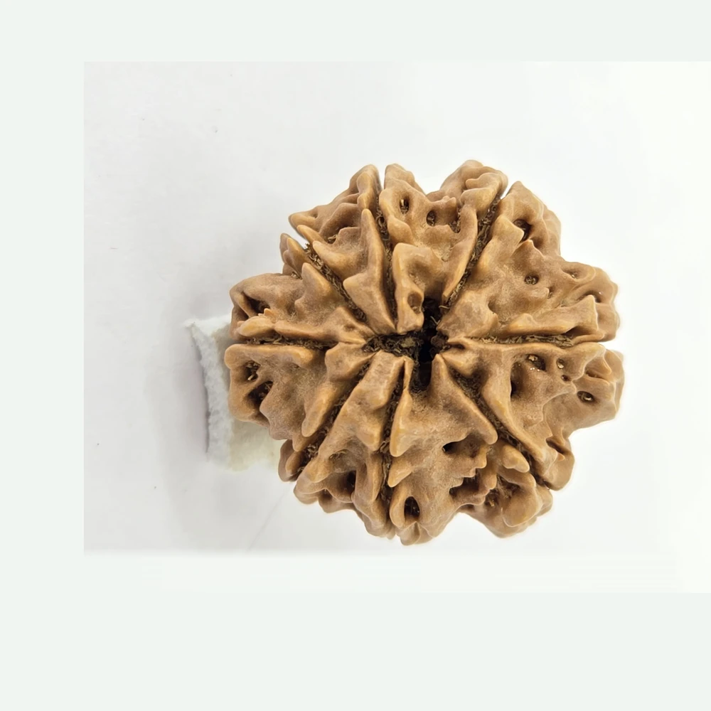 8 Mukhi Rudraksha