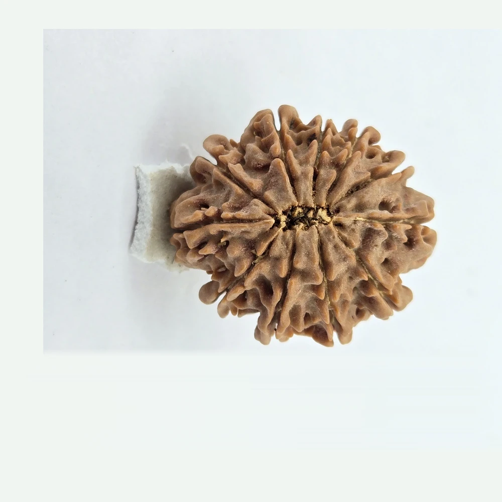 12 Mukhi Rudraksha - Image 3