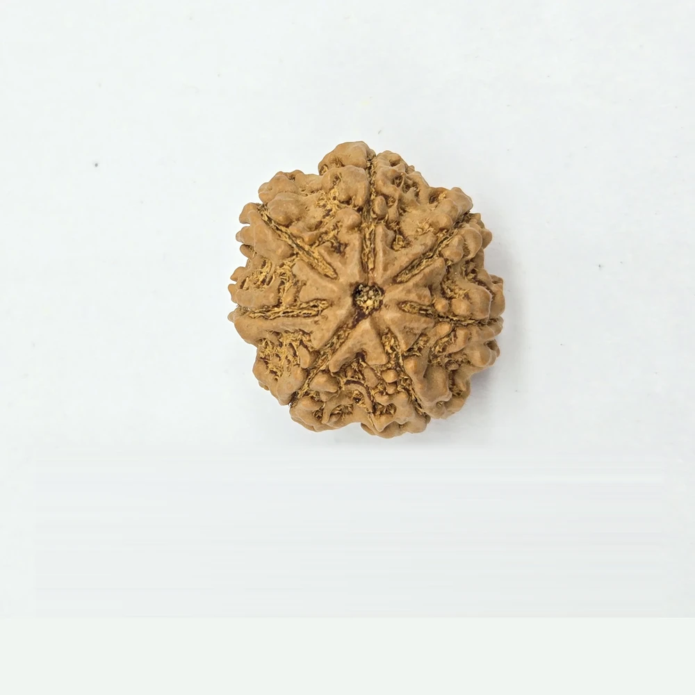 7 Mukhi Rudraksha