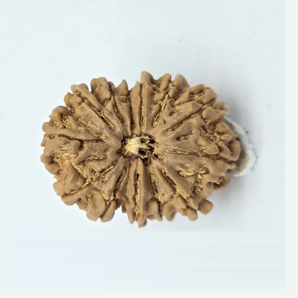 13 Mukhi Rudraksha - Image 2