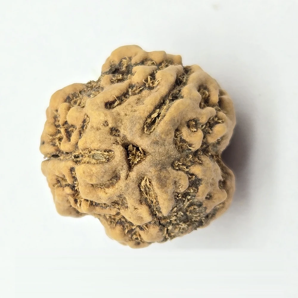 3 Mukhi Rudraksha - Image 2