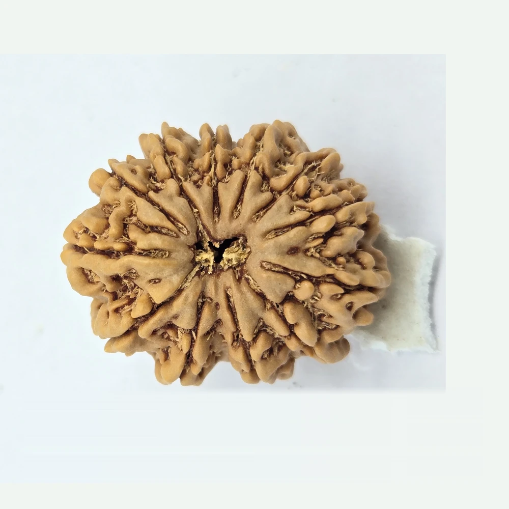 12 Mukhi Rudraksha - Image 8