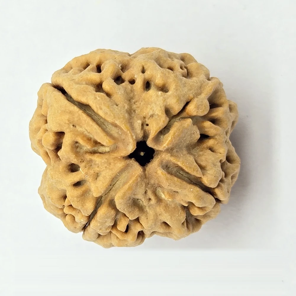 4 Mukhi Rudraksha - Image 4