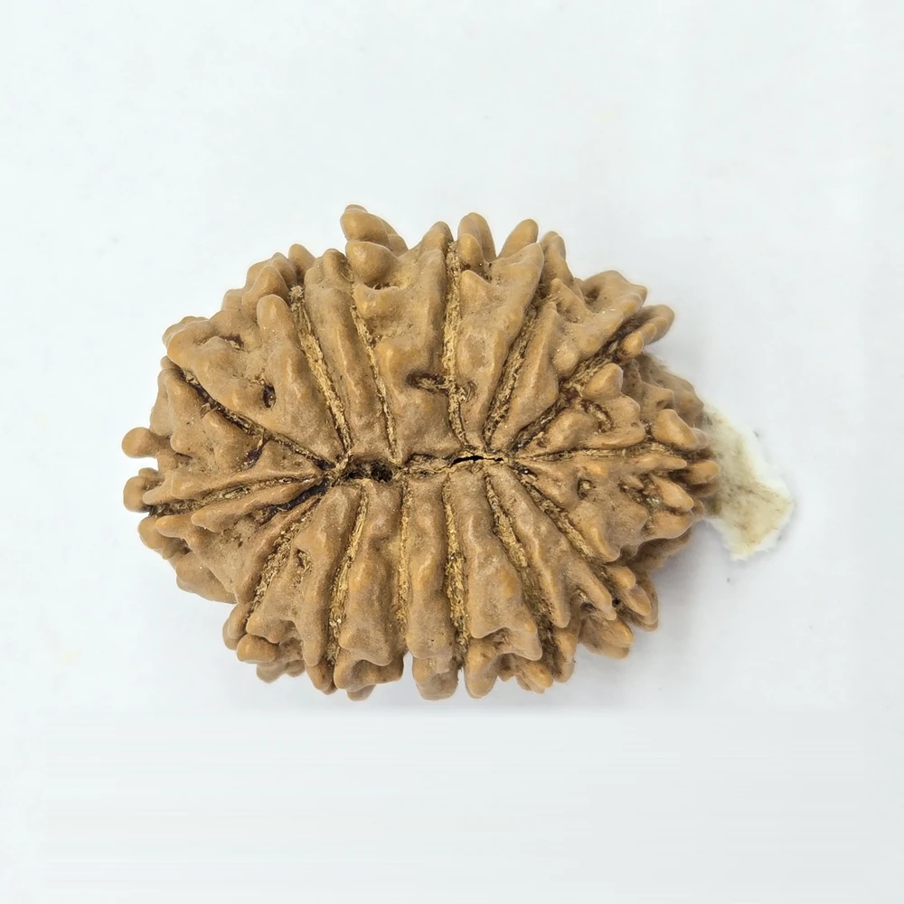 14 Mukhi Rudraksha - Image 1