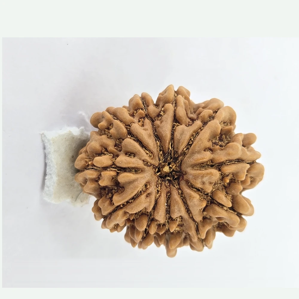 12 Mukhi Rudraksha - Image 4