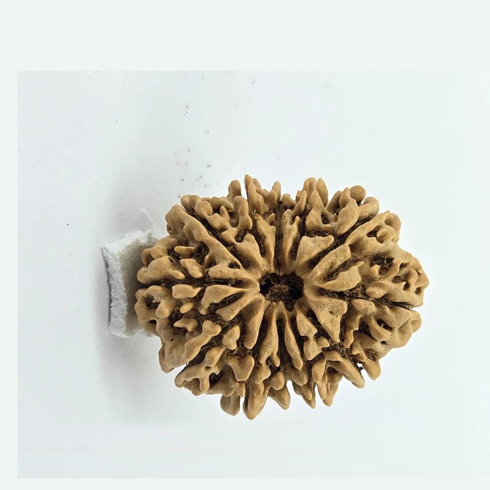 12 Mukhi Rudraksha - Image 10
