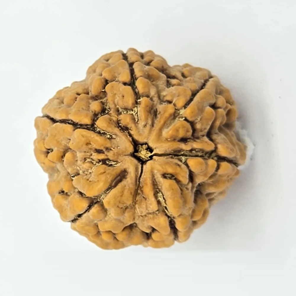 6 Mukhi Rudraksha