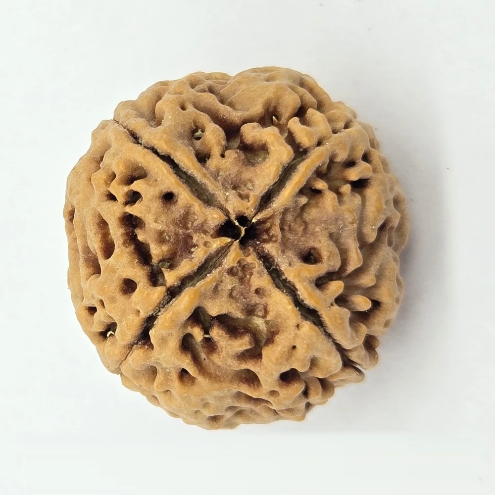 4 Mukhi Rudraksha - Image 3