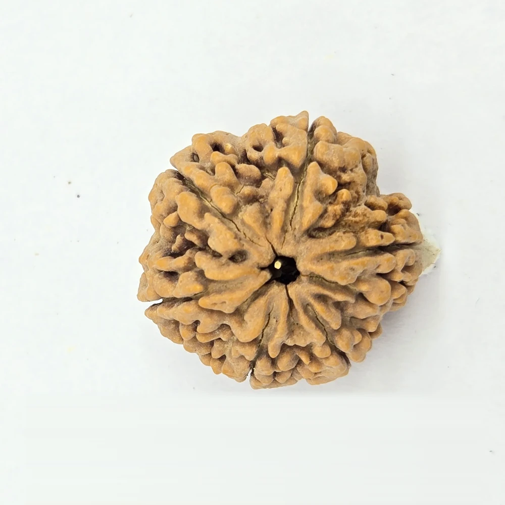 6 Mukhi Rudraksha - Image 4