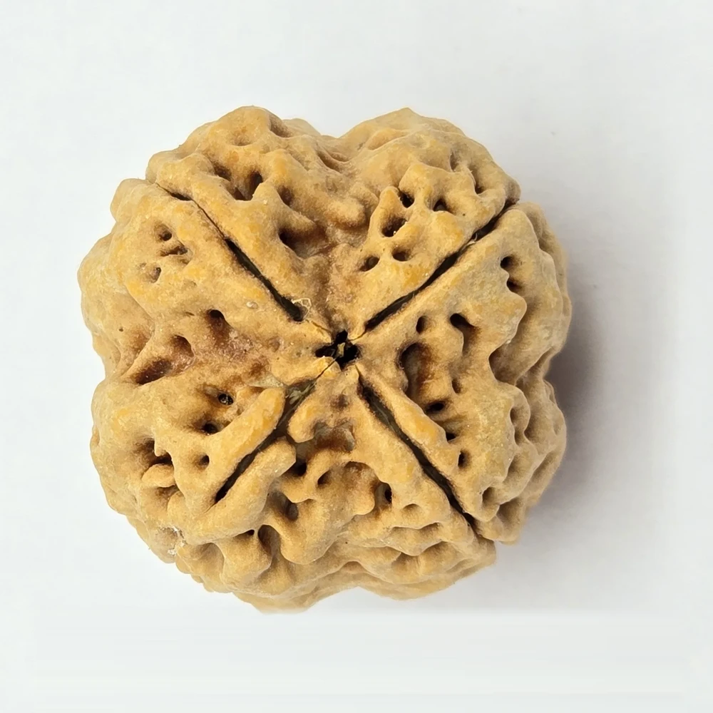4 Mukhi Rudraksha - Image 5