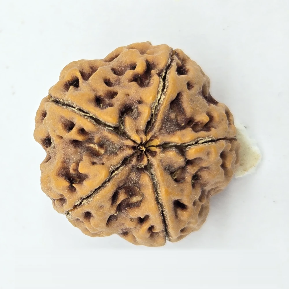 5 Mukhi Rudraksha