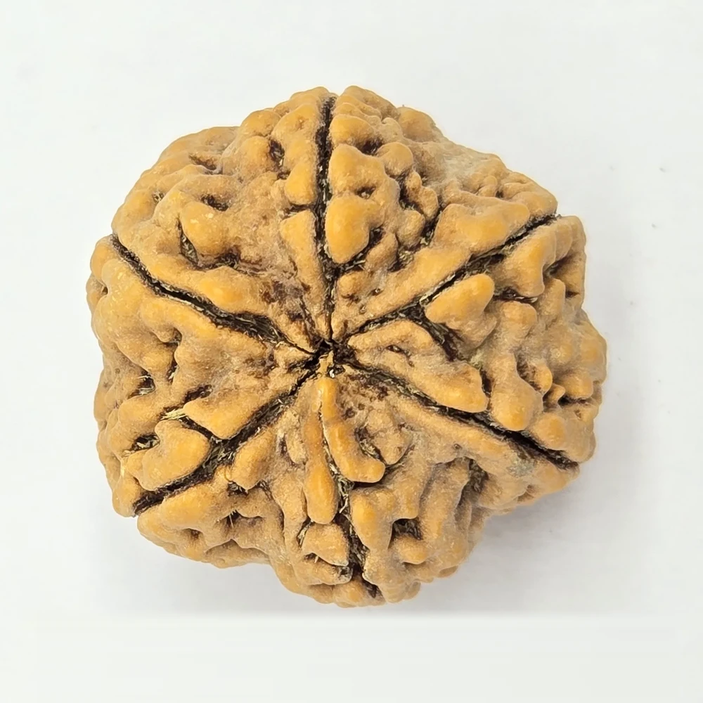 6 Mukhi Rudraksha