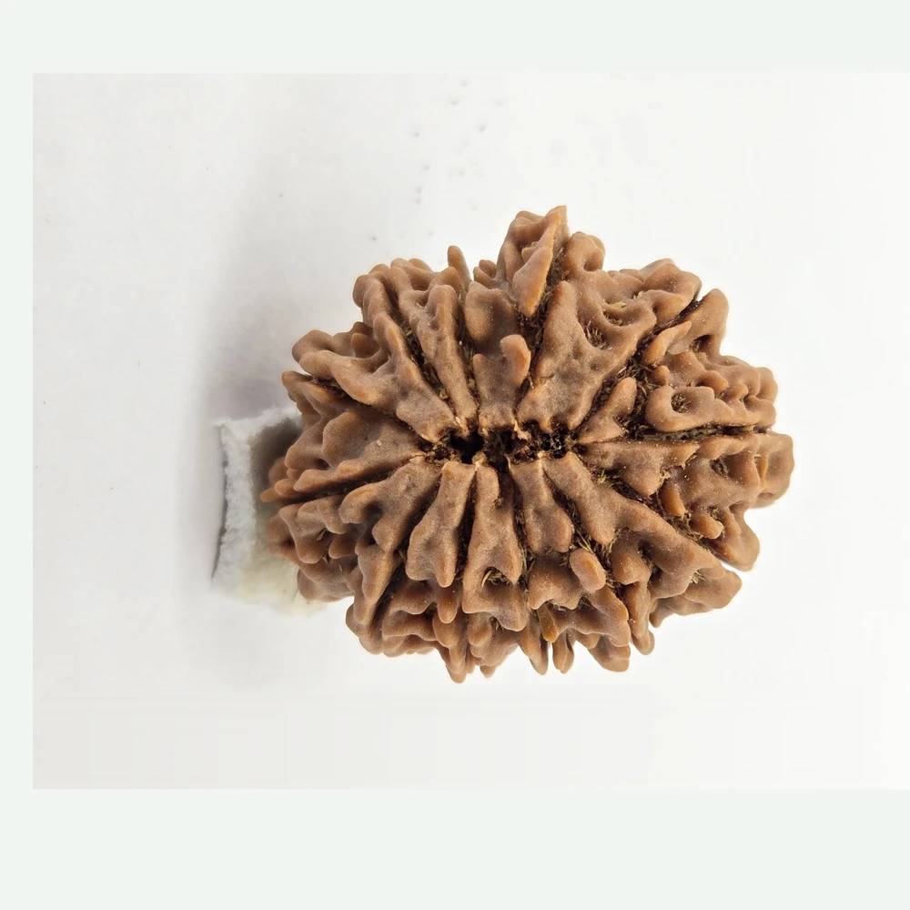 12 Mukhi Rudraksha - Image 7