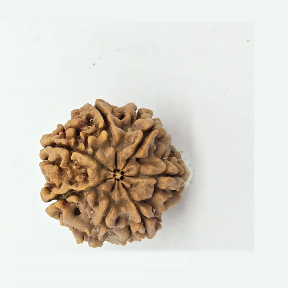 7 Mukhi Rudraksha - Image 5